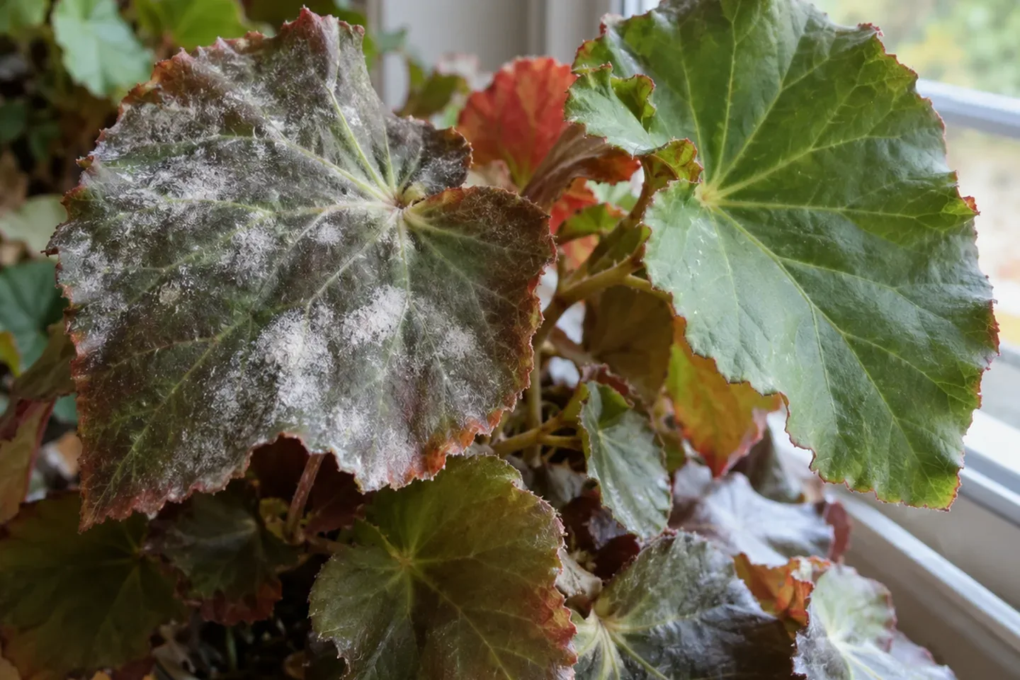A begonia beside a window with a clearly visible white powdery patch on one leaf, an adjacent clean green leaf and several crowded overlapping leaves beneath