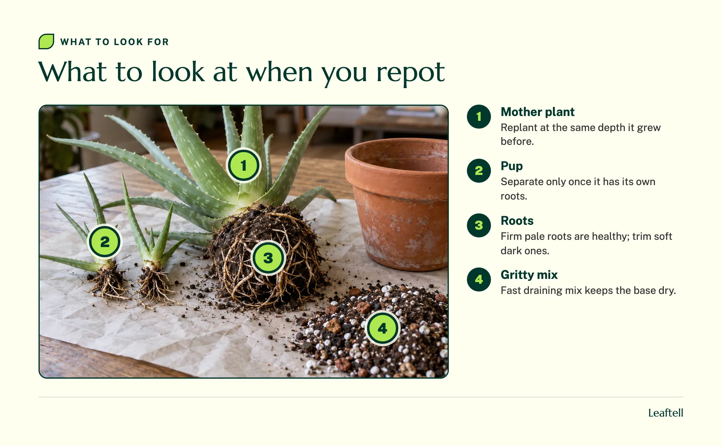 Annotated aloe repotting photo marking the mother plant, a pup, the roots and gritty mix