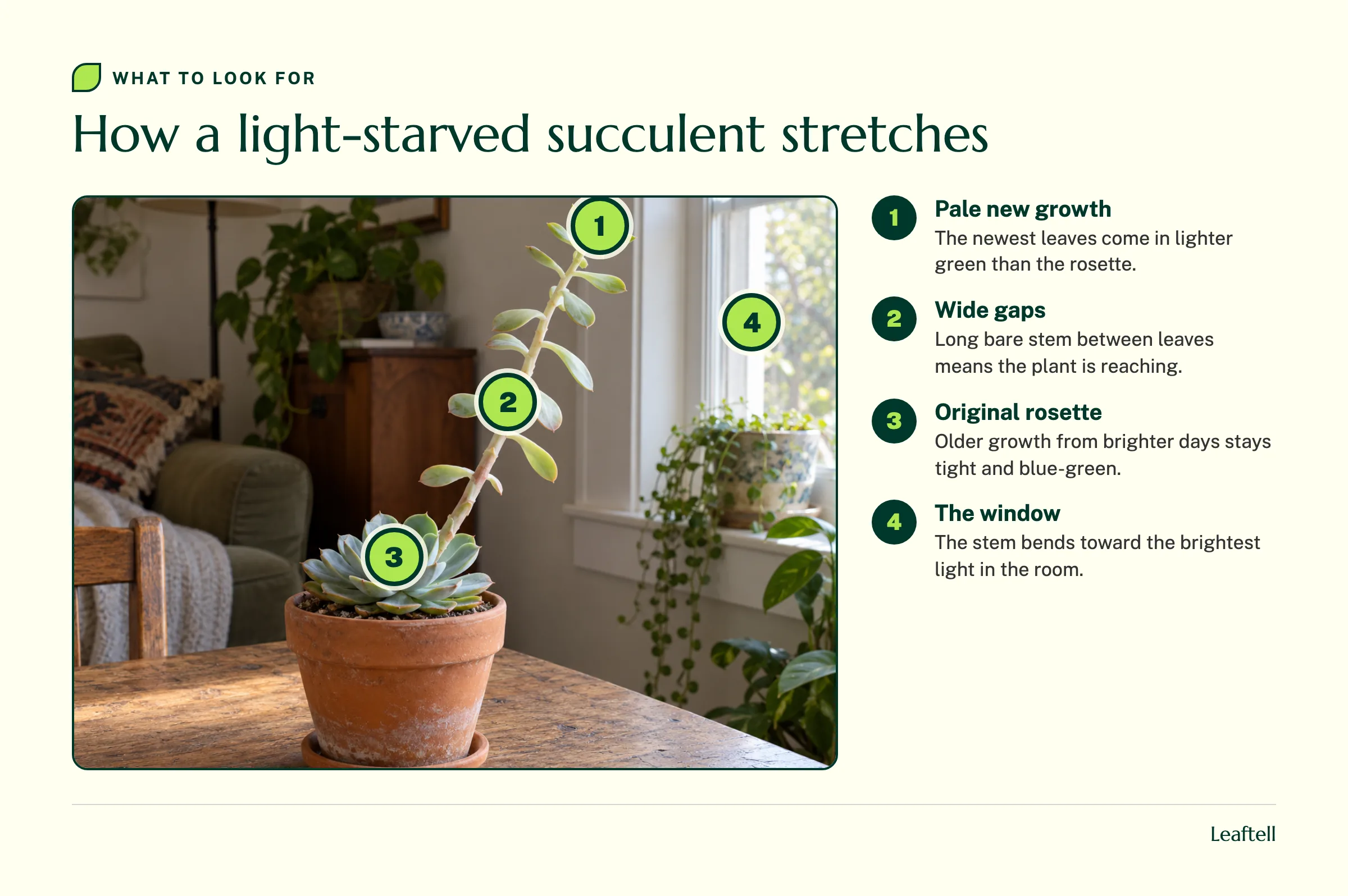 Annotated echeveria photo marking pale new growth, wide stem gaps, the original rosette and the window