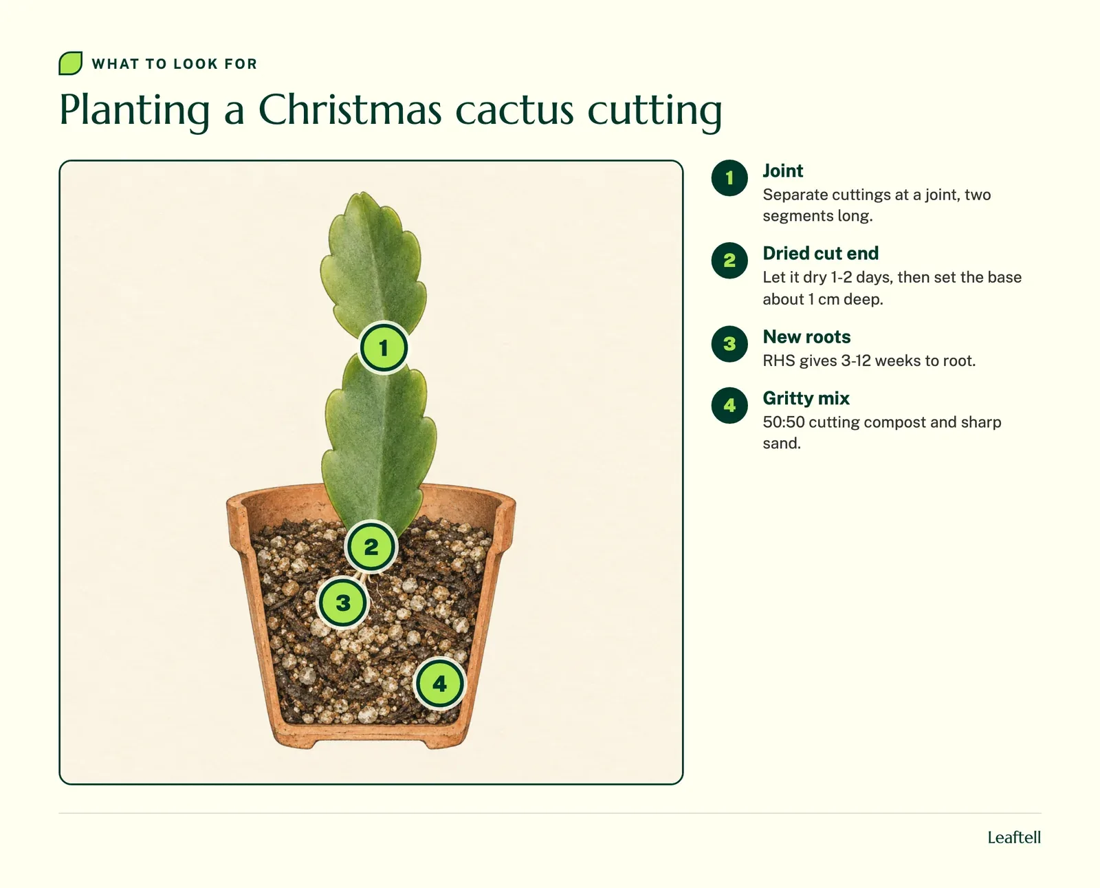 Annotated illustration: Christmas cactus cutting planted shallow in gritty mix. Shows the joint, dried cut end, new roots and gritty mix.
