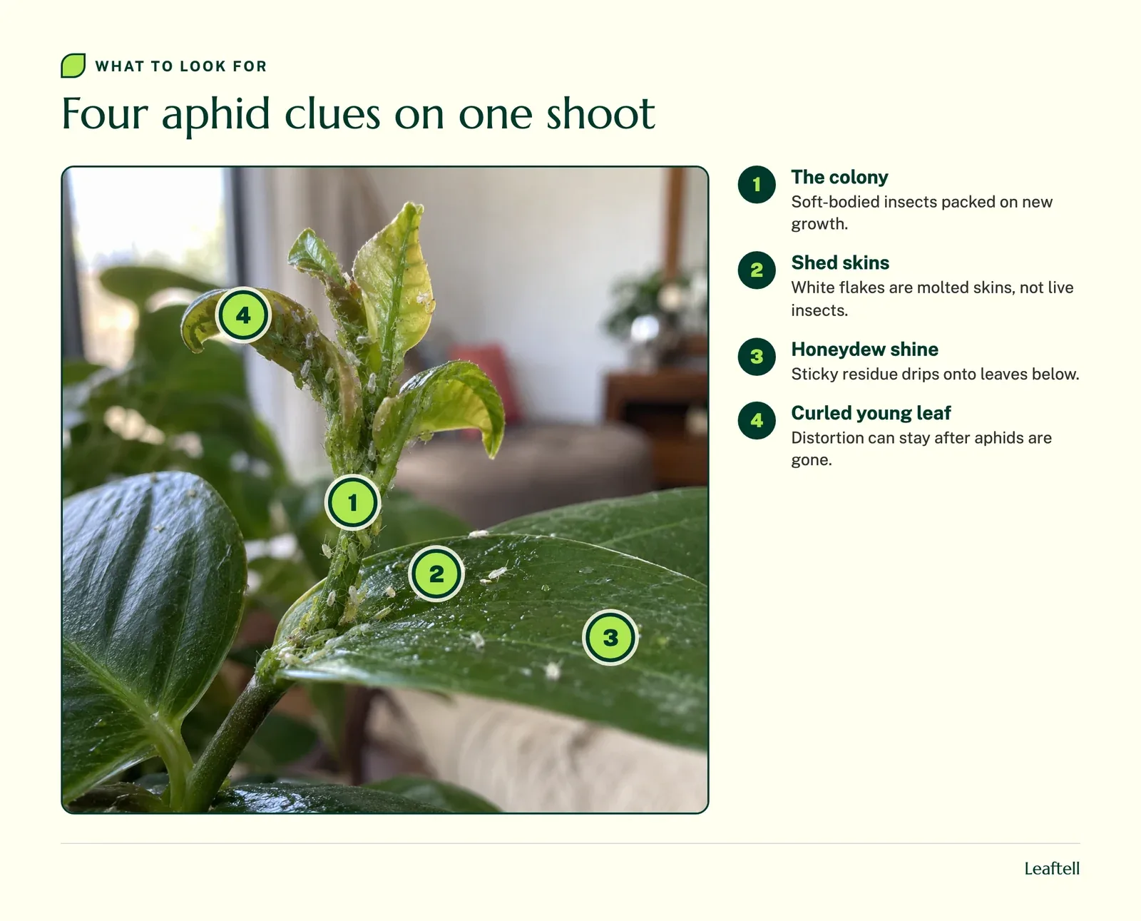 Annotated photo: Four aphid clues on one shoot. Shows The colony, Shed skins, Honeydew shine, Curled young leaf.