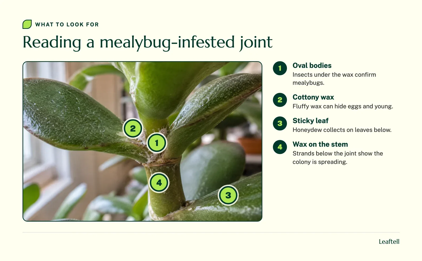 Annotated photo: Reading a mealybug-infested joint. Shows Oval bodies, Cottony wax, Sticky leaf, Wax on the stem.