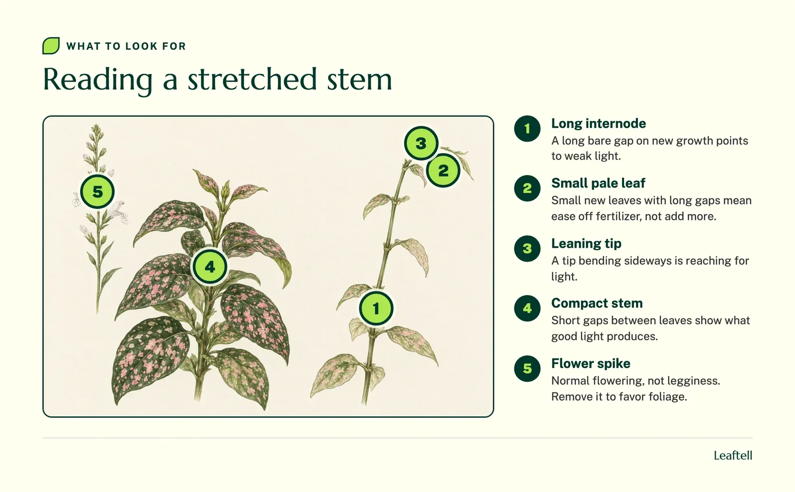Annotated photo: Reading a stretched stem. Shows Long internode, Small pale leaf, Leaning tip, Compact stem, Flower spike.