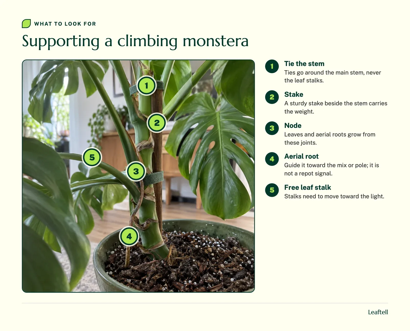 Annotated photo: Supporting a climbing monstera. Shows Tie the stem, Stake, Node, Aerial root, Free leaf stalk.