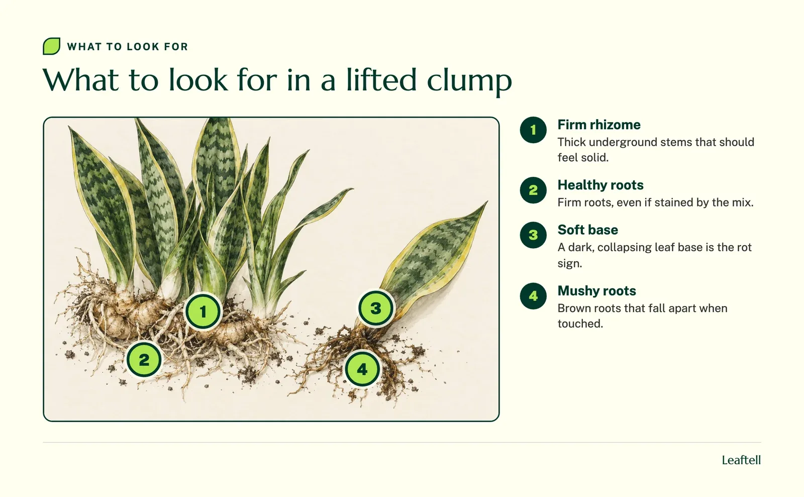 Annotated photo: What to look for in a lifted clump. Shows Firm rhizome, Healthy roots, Soft base, Mushy roots.