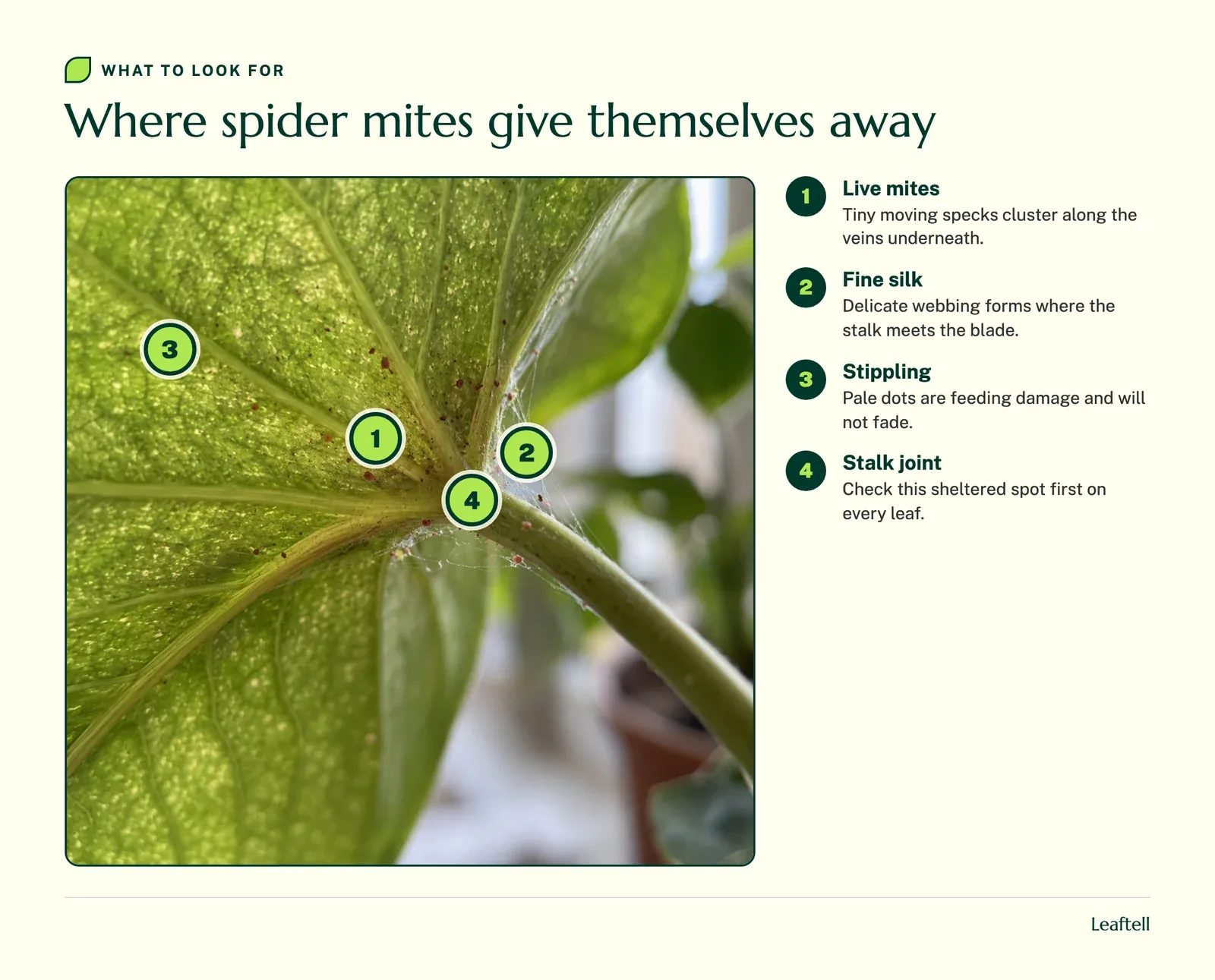 Annotated photo: Where spider mites give themselves away. Shows Live mites, Fine silk, Stippling, Stalk joint.