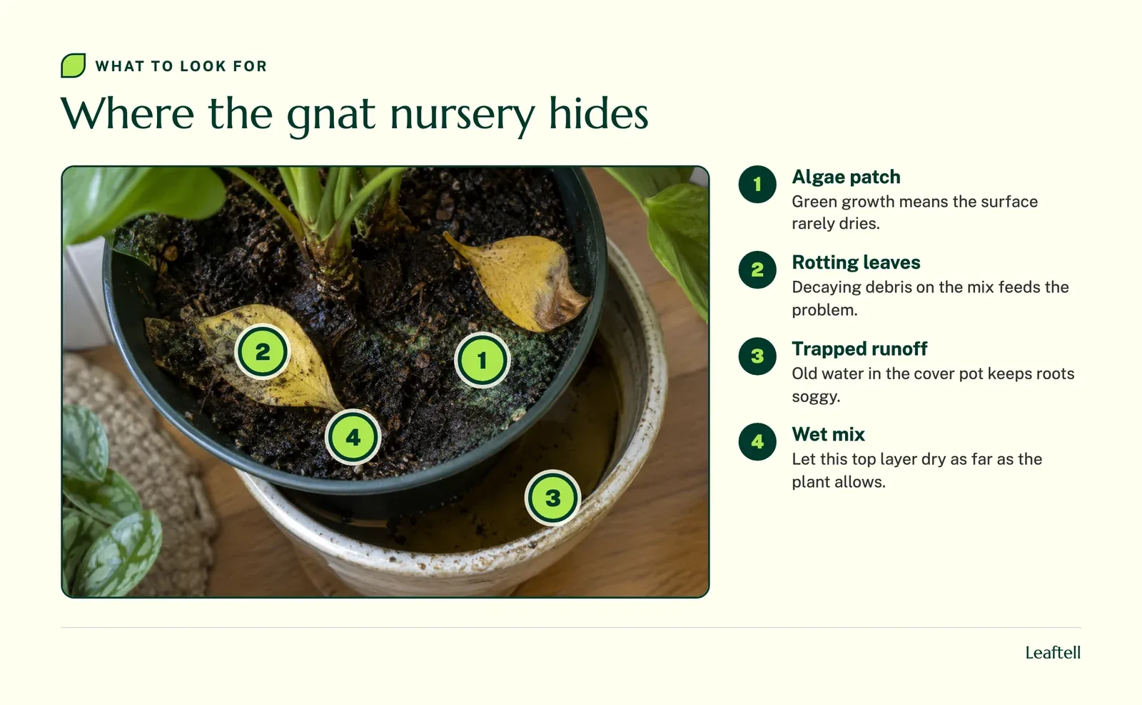 Annotated photo: Where the gnat nursery hides. Shows Algae patch, Rotting leaves, Trapped runoff, Wet mix.