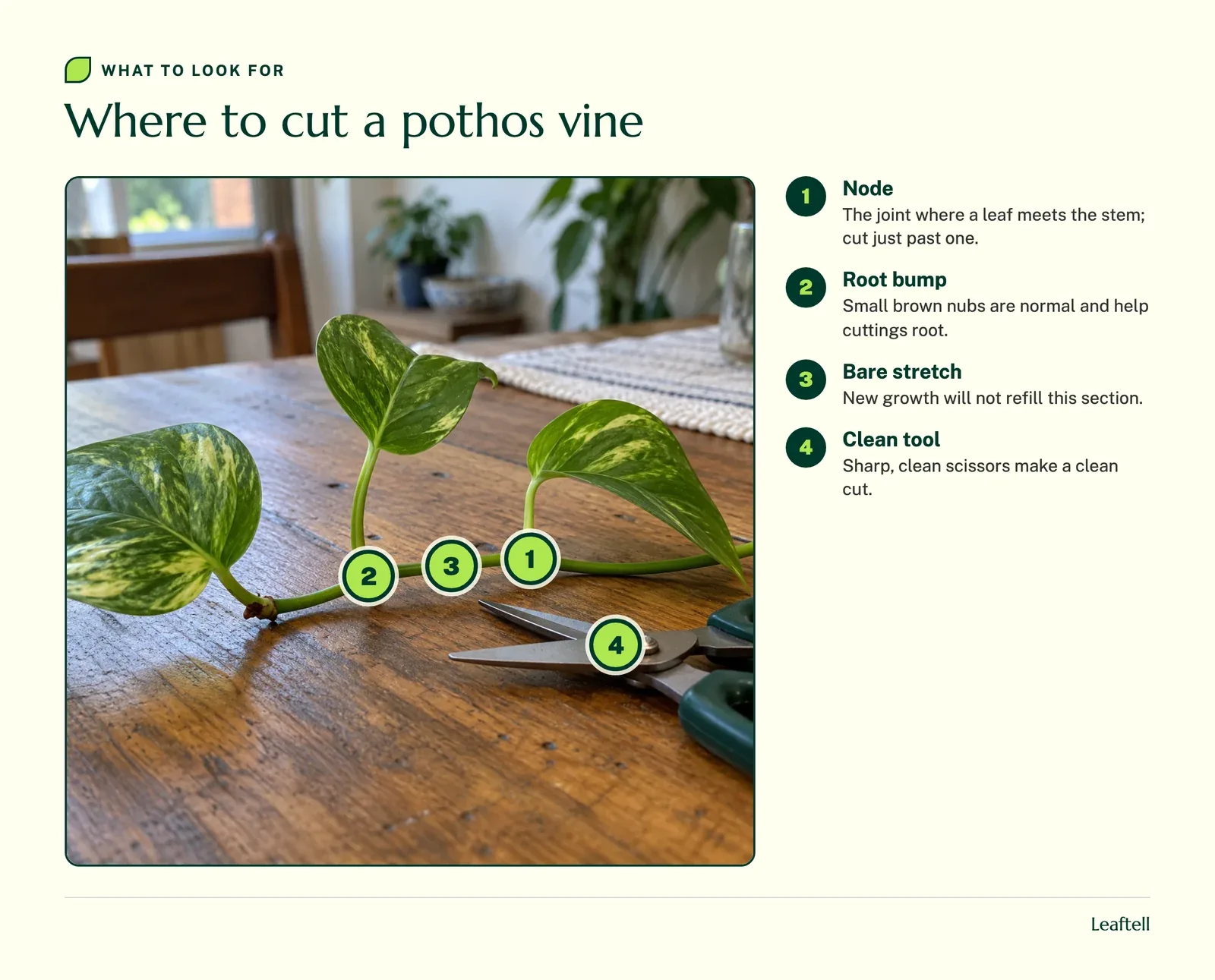 Annotated photo: Where to cut a pothos vine. Shows Node, Root bump, Bare stretch, Clean tool.