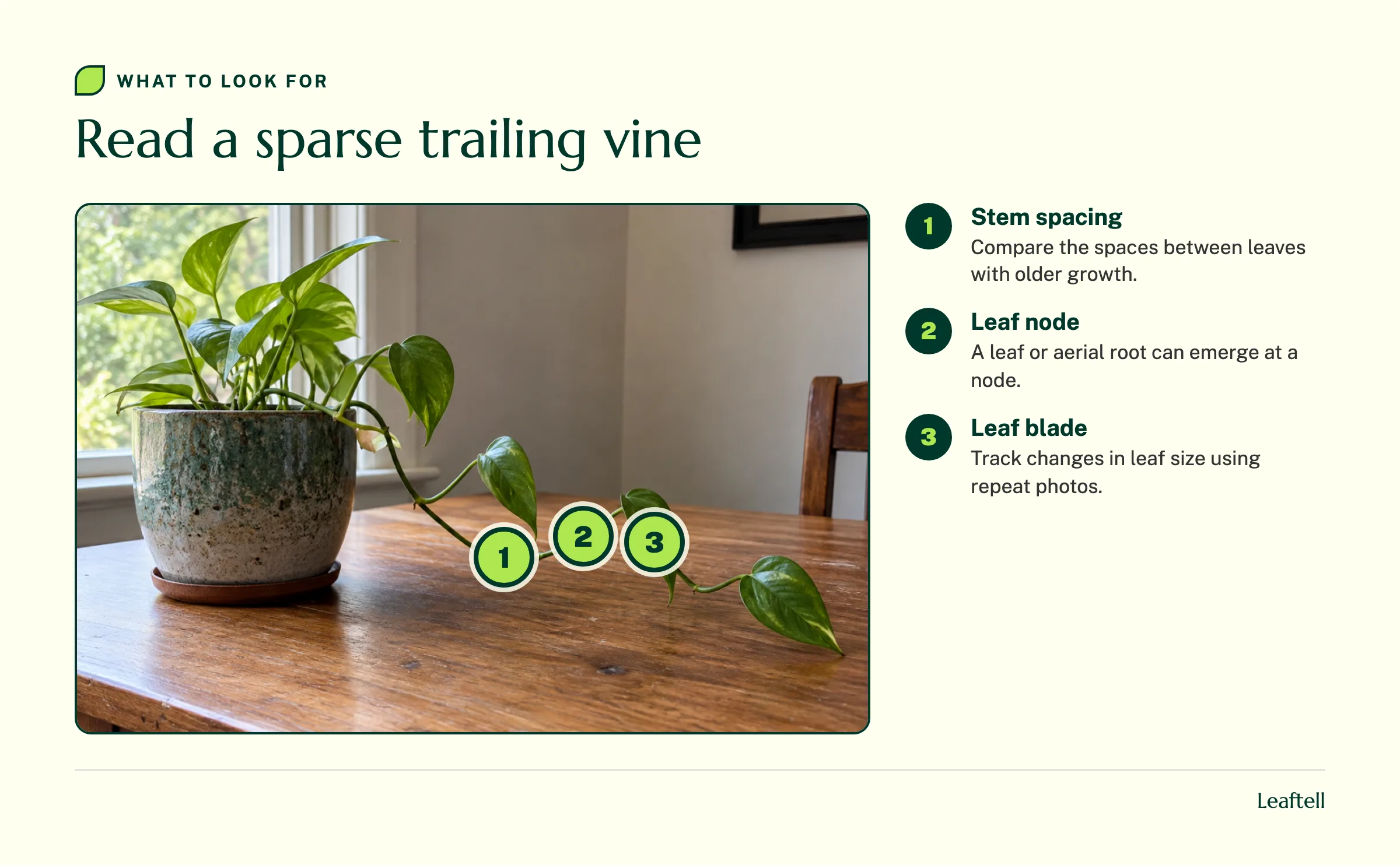 Annotated pothos photo marking stem spacing, a leaf node, and a leaf blade