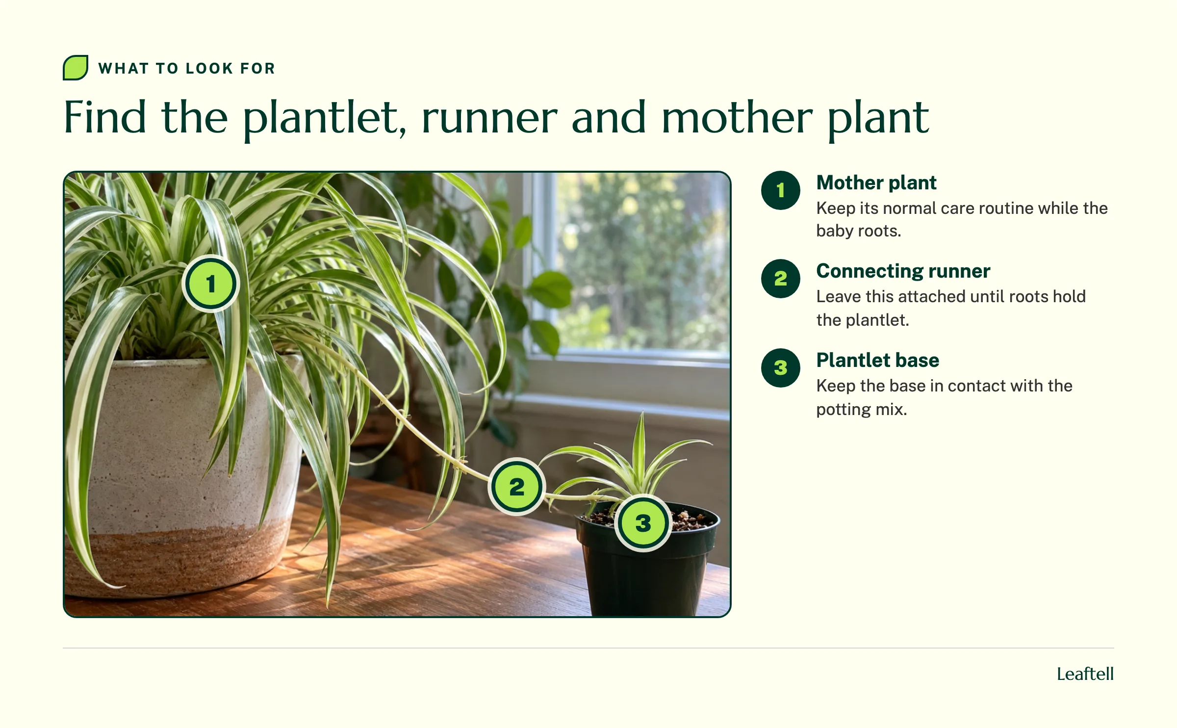 Annotated spider plant photo identifying the mother plant, connecting runner and plantlet base