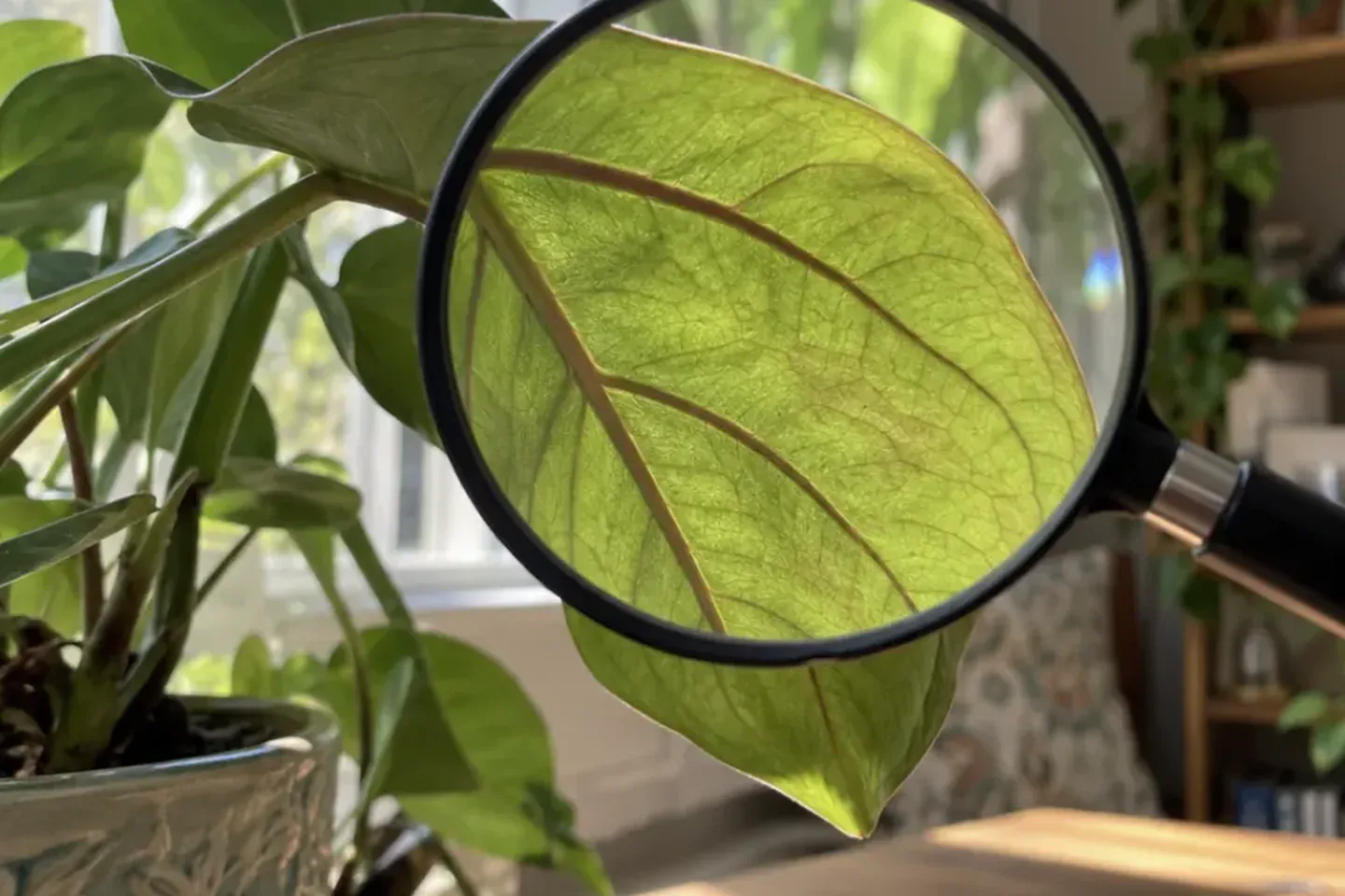 Backlit houseplant leaf examined through a magnifying glass near a sunny window