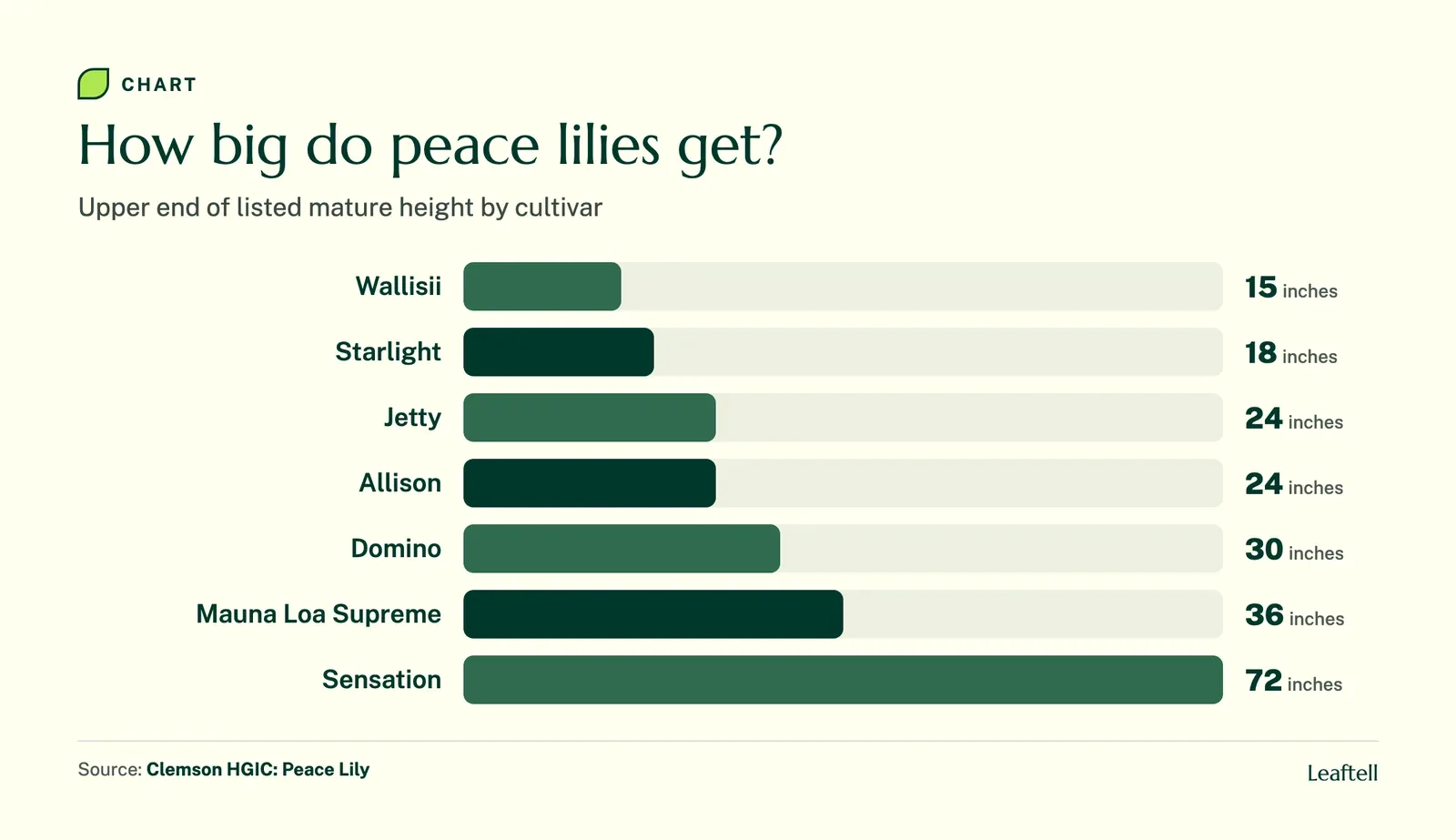 Bar chart of peace lily cultivar heights in inches from Wallisii at 15 to Sensation at 72