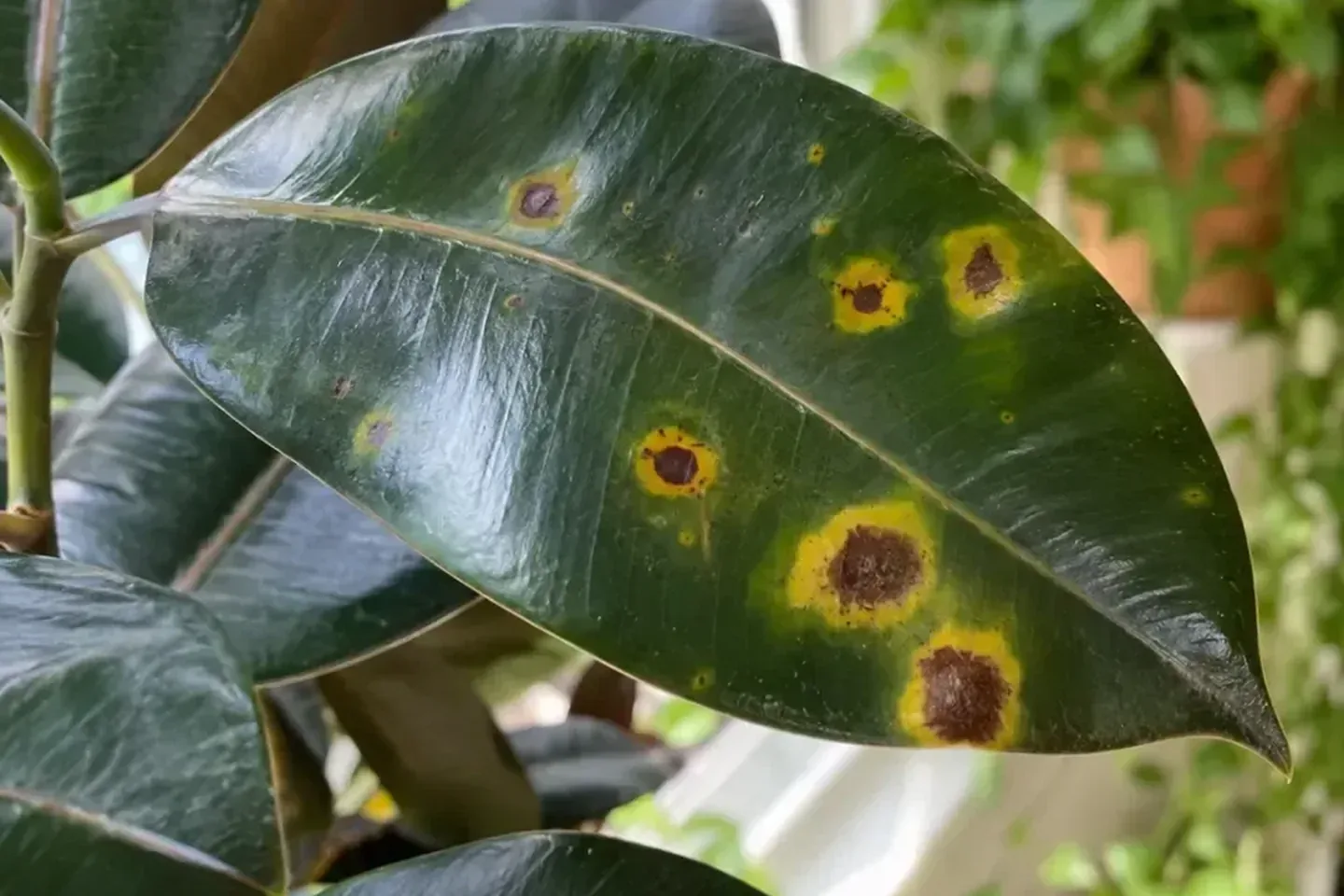 Brown circular spots on glossy rubber plant foliage