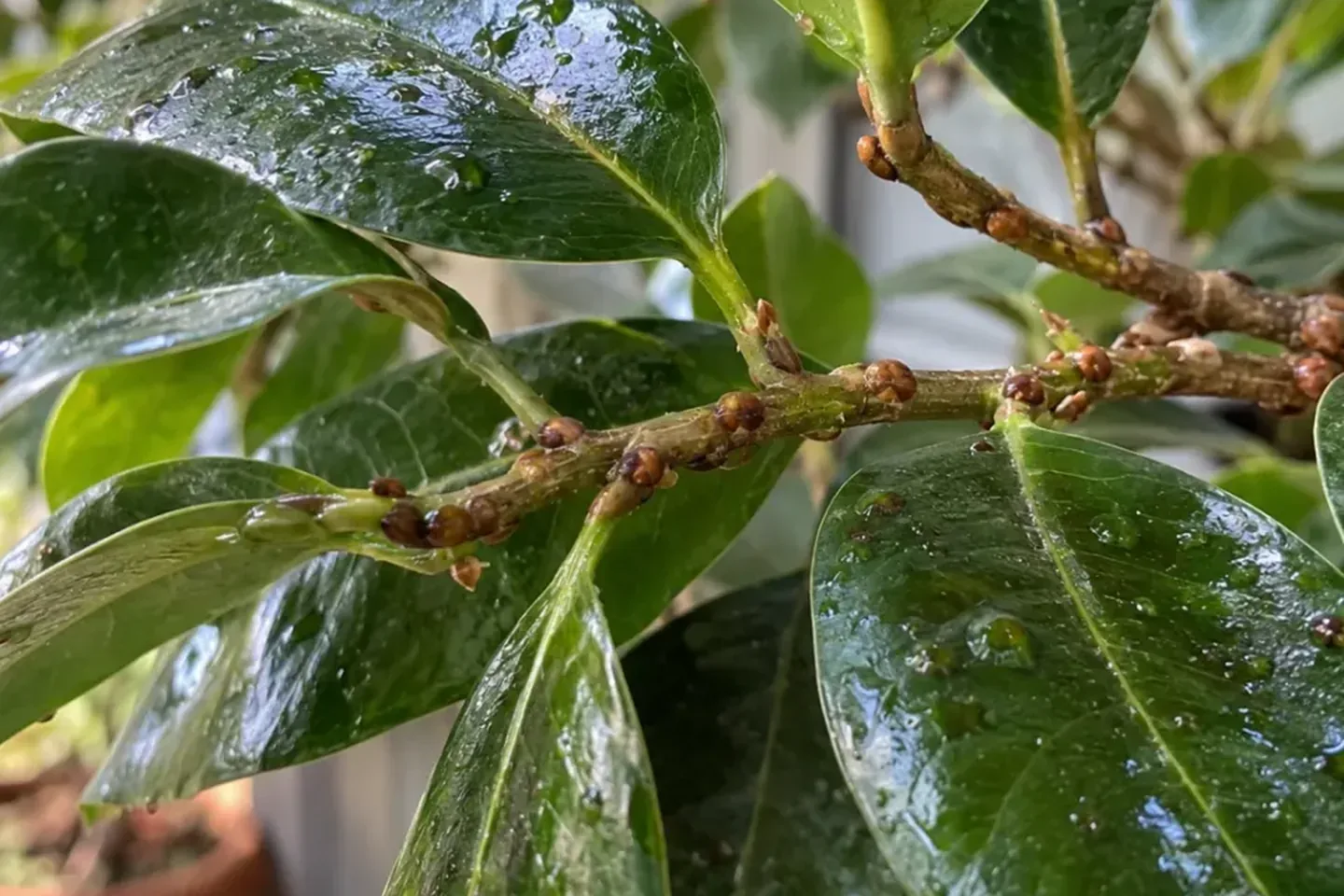 Brown scale insects clustered along a woody twig between glossy wet leaves