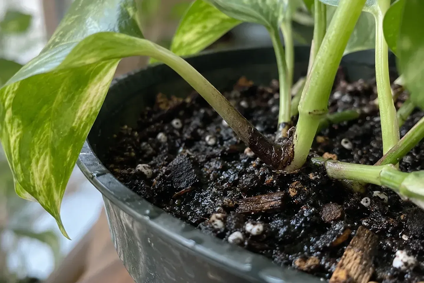 Close-up of a drooping pothos stem base with a soft dark section at the soil line in wet potting mix