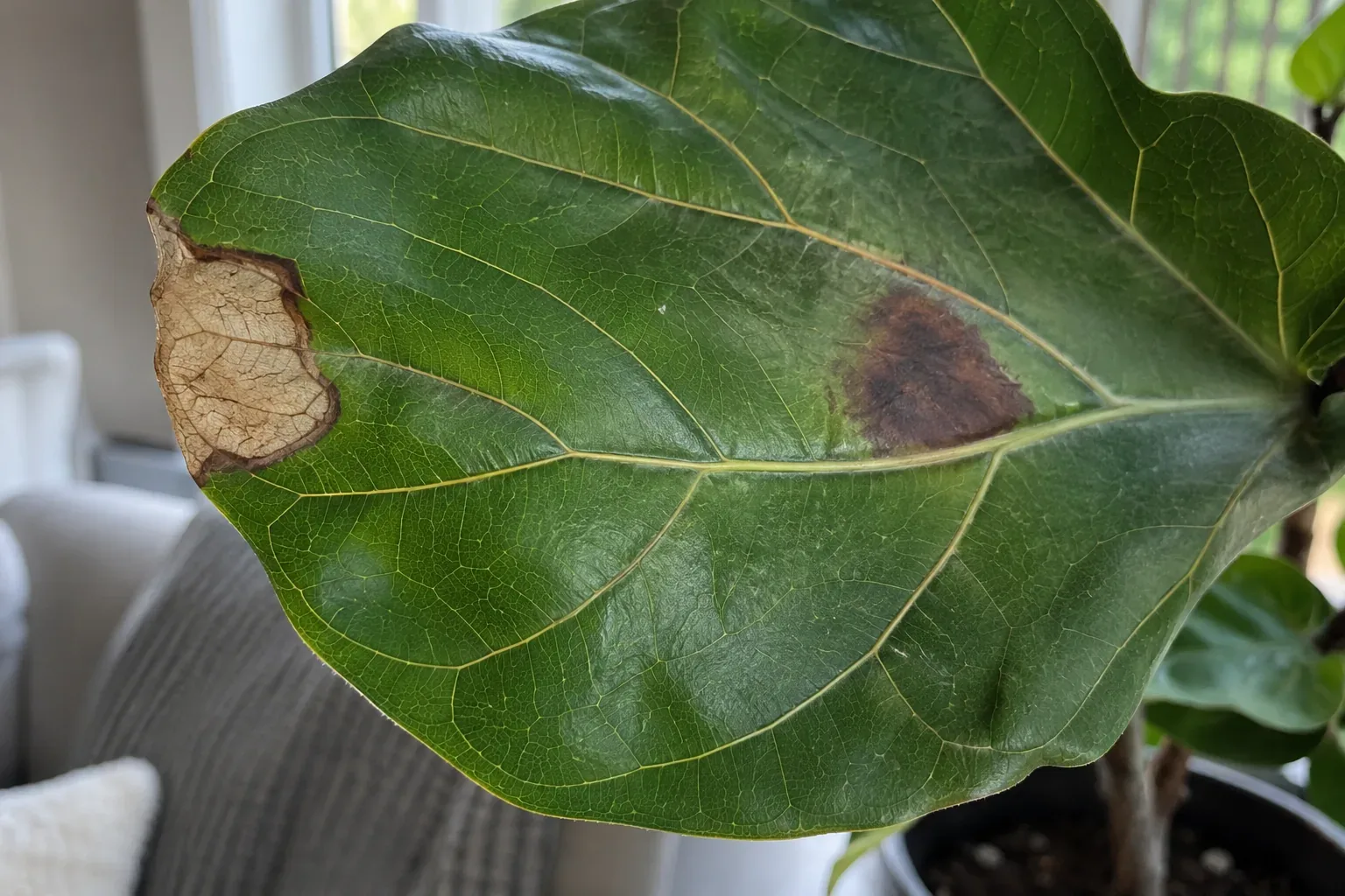 Close view of a fiddle leaf fig leaf with a dry tan patch near the margin and a darker soft edged spot near the midrib