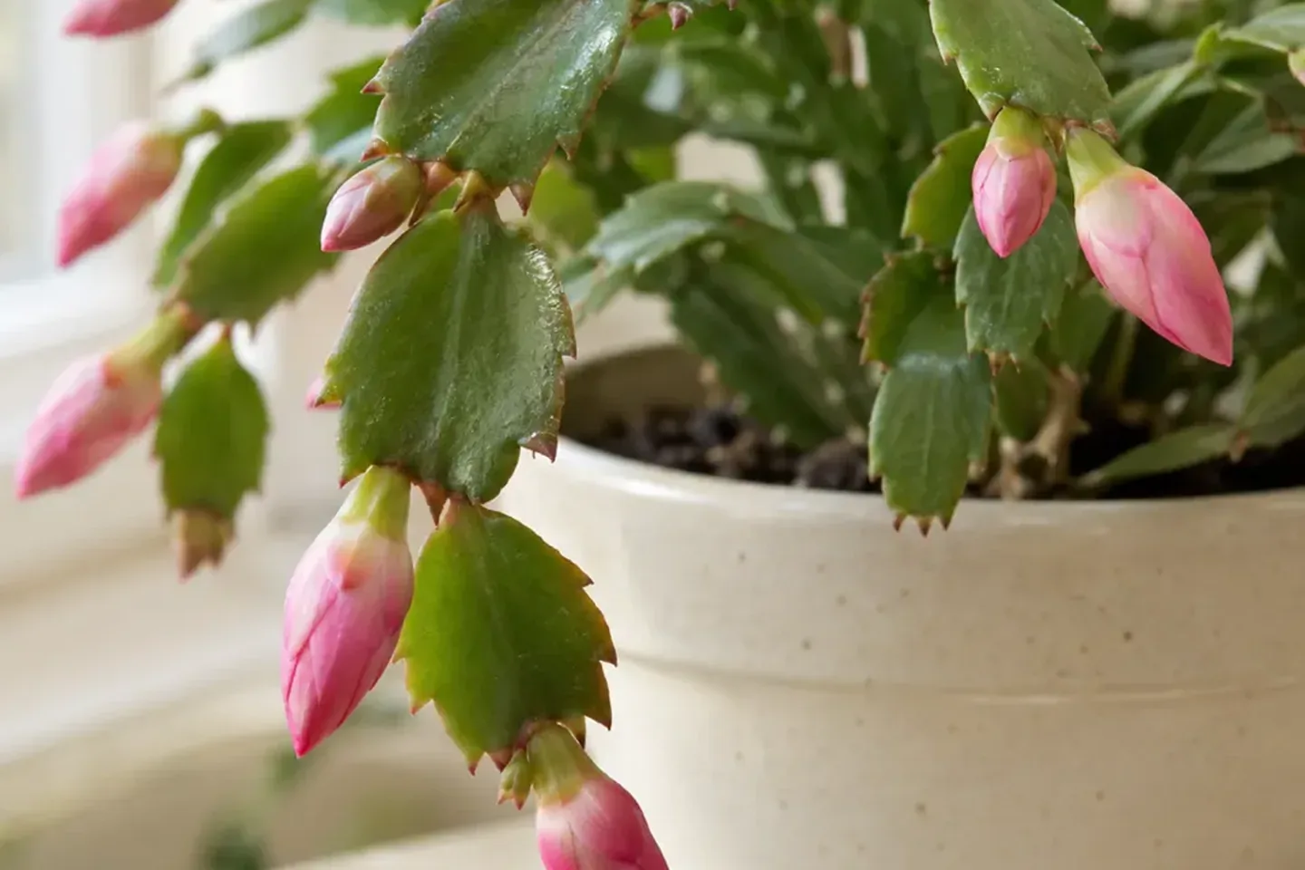Close view of holiday cactus stem segments with pink buds at the tips above a cream pot on a saucer