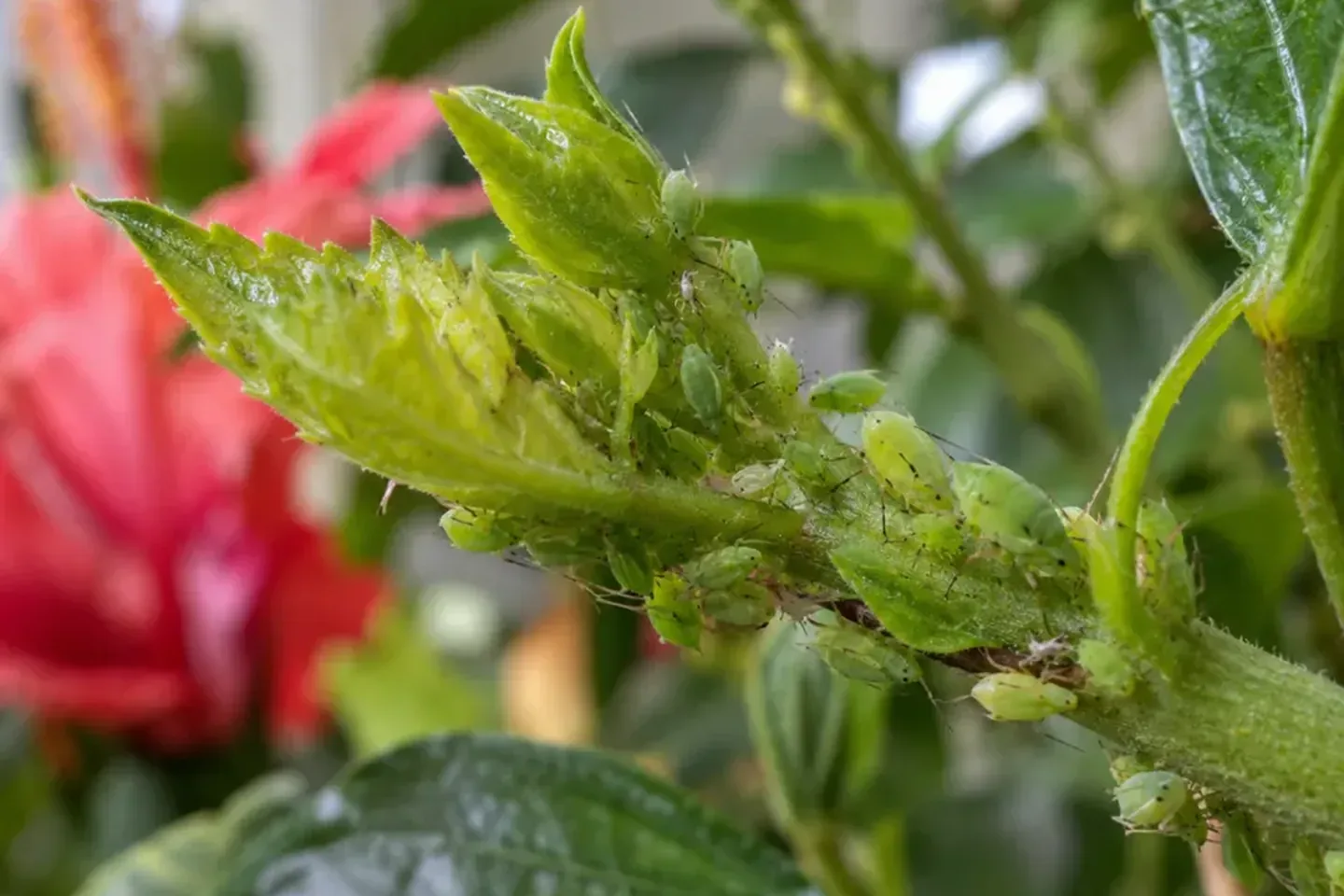 Clusters of green aphids on a tender garden shoot