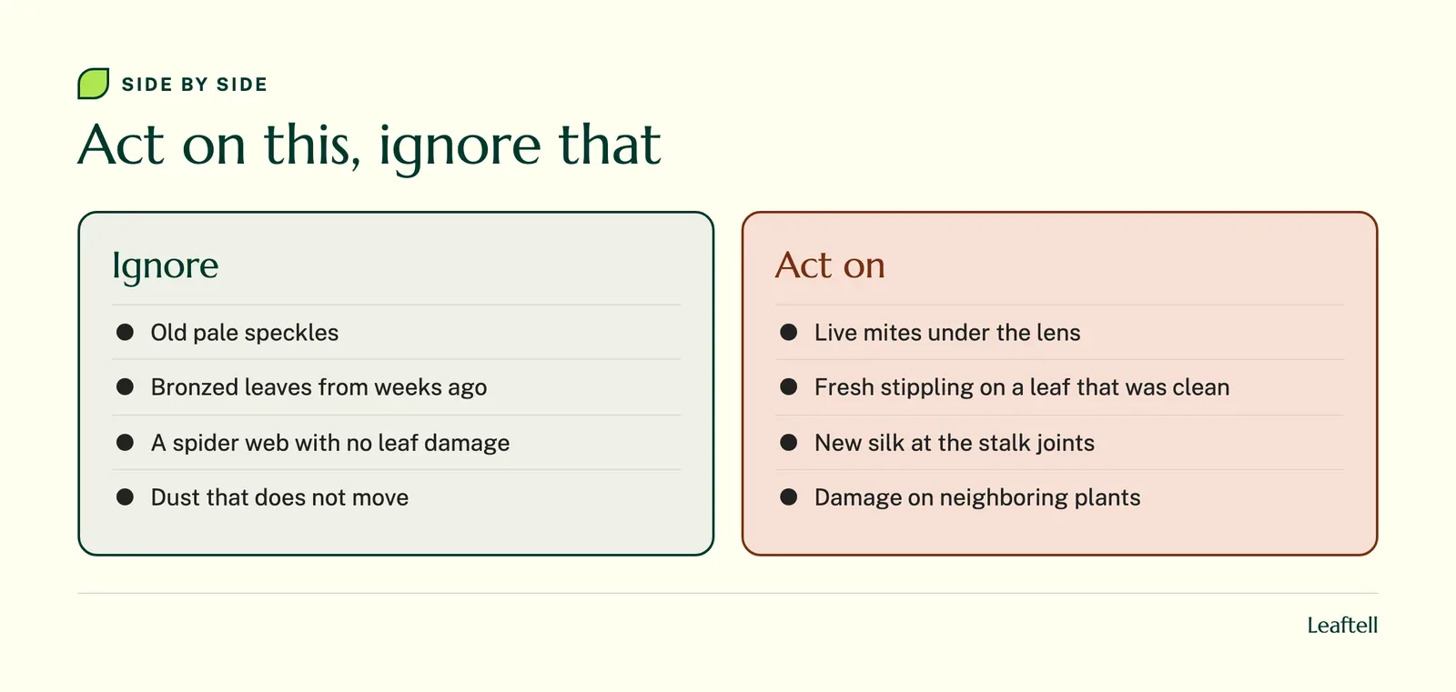 Comparison: Act on this, ignore that. Shows Ignore, Old pale speckles, Bronzed leaves from weeks ago, A spider web with no leaf damage, Dust that does not move, Act on, Live mites under the lens.