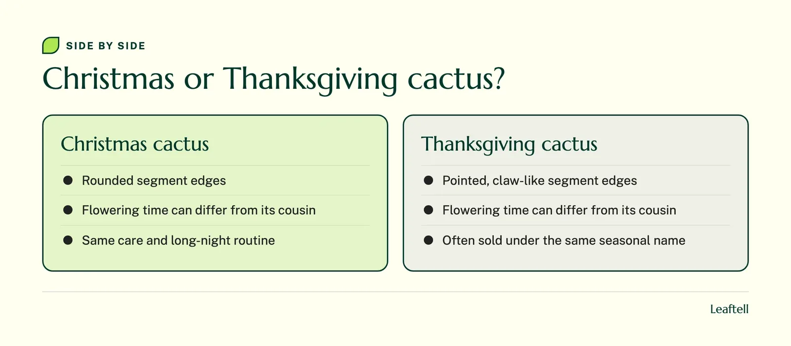 Comparison: Christmas or Thanksgiving cactus?. Shows Christmas cactus, Rounded segment edges, Flowering time can differ from its cousin, Same care and long-night routine, Thanksgiving cactus.