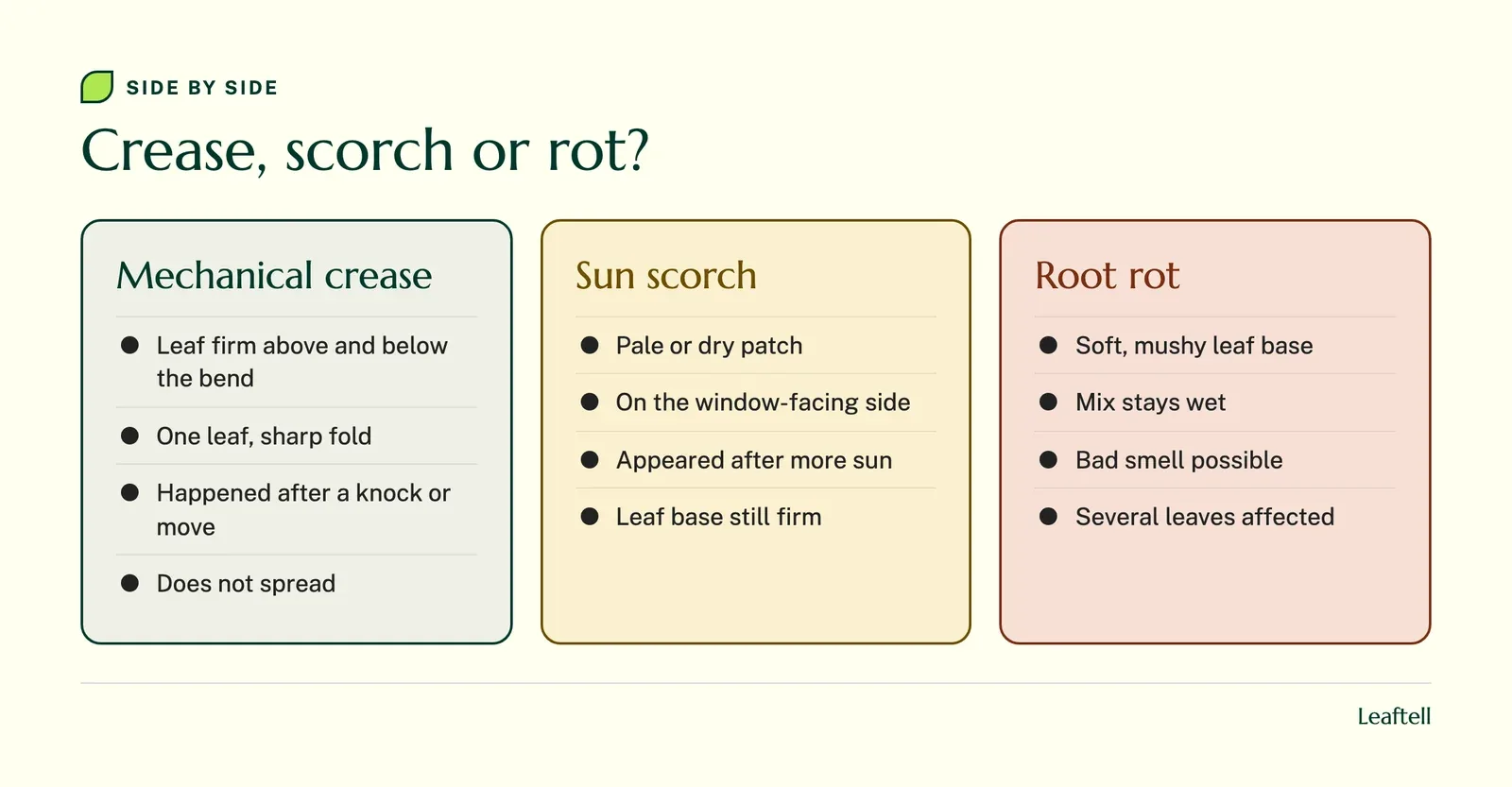 Comparison: Crease, scorch or rot?. Shows Mechanical crease, Leaf firm above and below the bend, One leaf, sharp fold, Happened after a knock or move, Does not spread, Sun scorch.