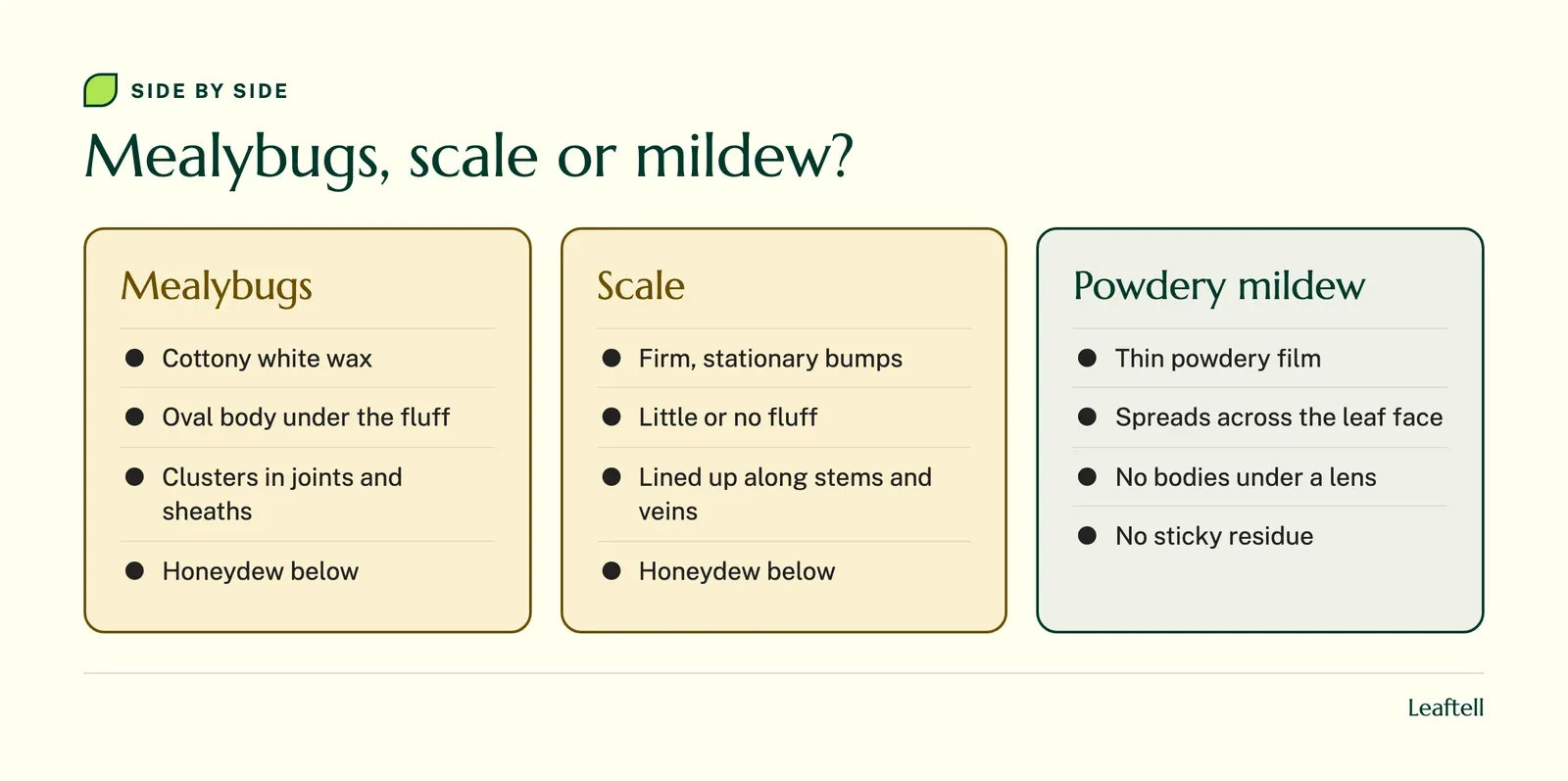 Comparison: Mealybugs, scale or mildew?. Shows Mealybugs, Cottony white wax, Oval body under the fluff, Clusters in joints and sheaths, Honeydew below, Scale, Firm, stationary bumps.