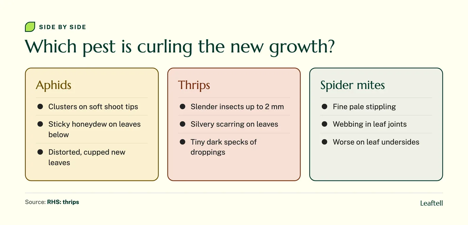Comparison of aphid, thrips and spider mite signs on curled new leaves