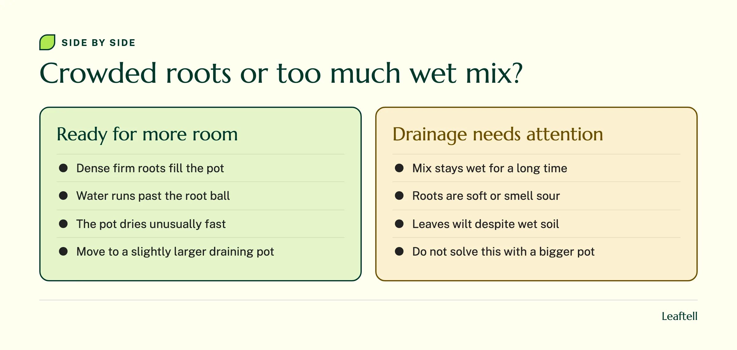 Comparison of crowded firm roots with signs of persistently wet potting mix