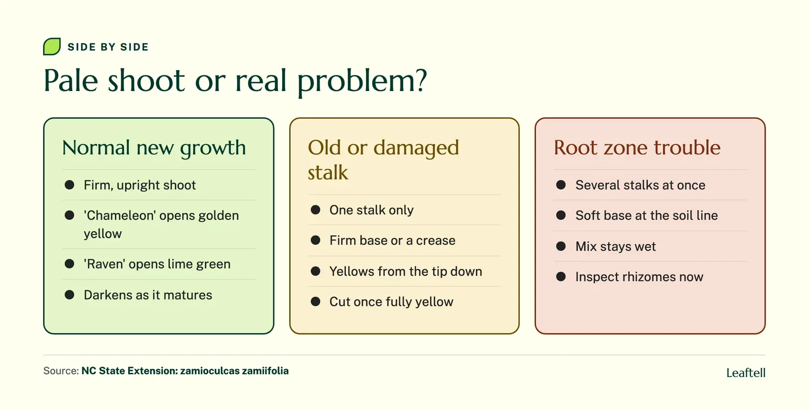 Comparison of normal pale new ZZ shoots, a yellowing old stalk and a stalk failing from rot