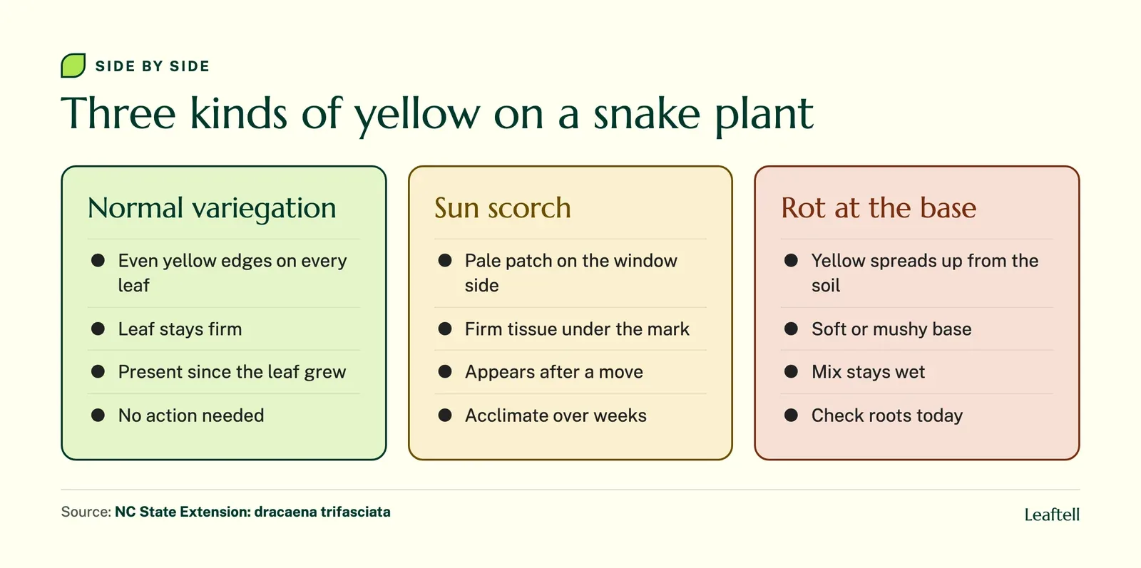 Comparison of normal variegation, sun scorch and rot on snake plant leaves