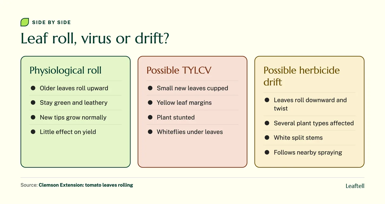 Comparison of physiological leaf roll, tomato yellow leaf curl virus and herbicide drift on tomatoes