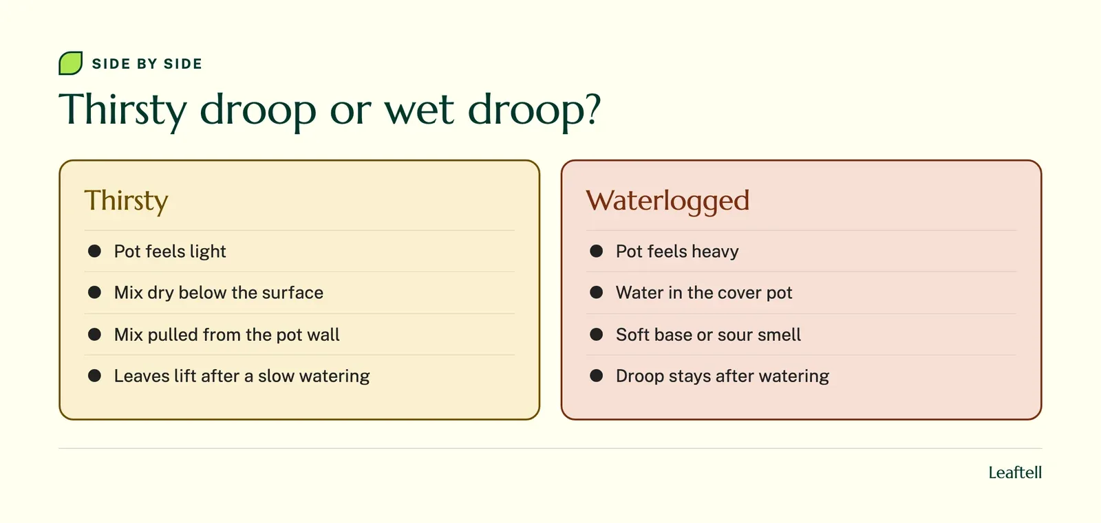 Comparison of signs of a thirsty drooping peace lily and a waterlogged one