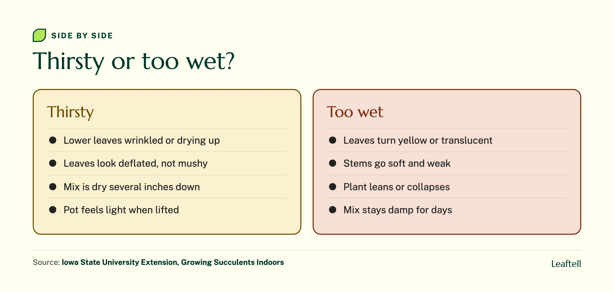 Comparison of thirsty succulent signs such as wrinkled lower leaves with too wet signs such as yellow leaves and soft stems