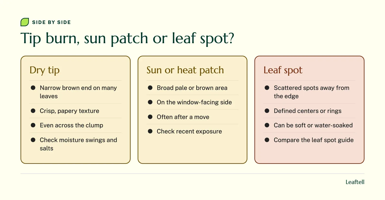 Comparison: Tip burn, sun patch or leaf spot?. Shows Dry tip, Narrow brown end on many leaves, Crisp, papery texture, Even across the clump, Check moisture swings and salts, Sun or heat patch.