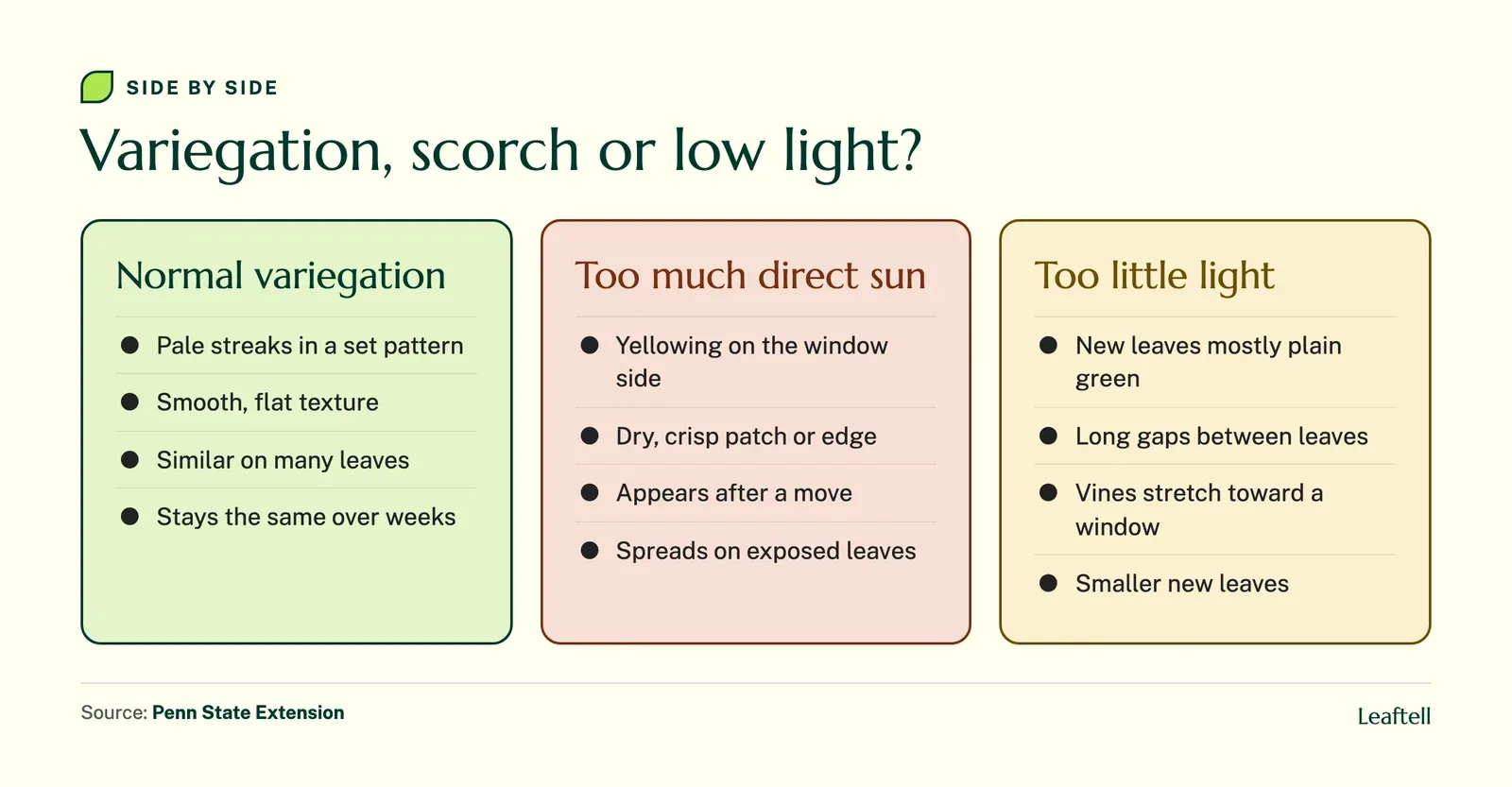 Comparison: Variegation, scorch or low light?. Shows Normal variegation, Pale streaks in a set pattern, Smooth, flat texture, Similar on many leaves, Stays the same over weeks.