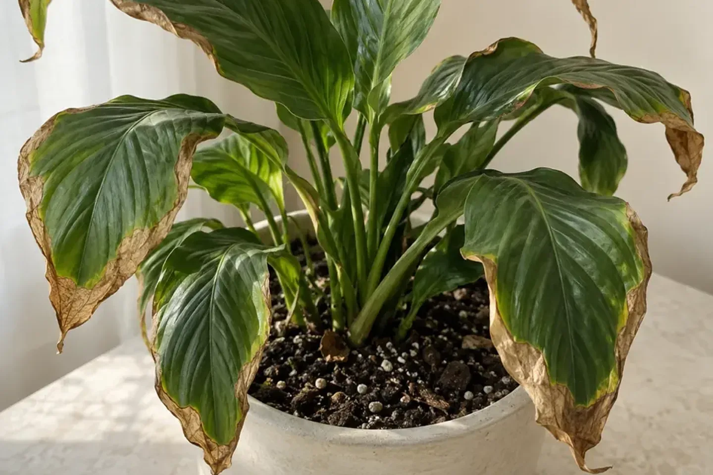 Curled leaf margins with dry brown tissue above a potted root zone