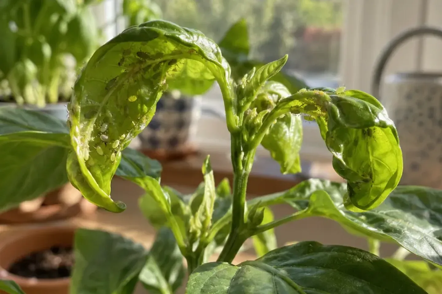 Curled young pepper leaves with insects near the growing tip