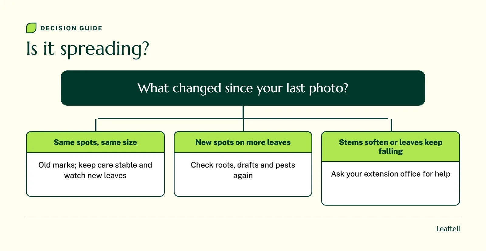 Decision chart for whether fiddle leaf fig brown spots are old marks or active spread