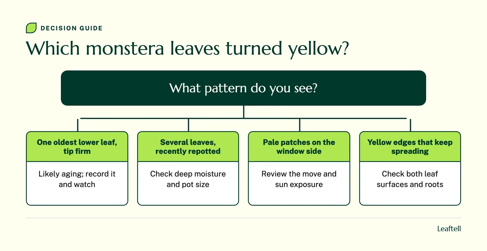 Decision chart linking the pattern of yellow monstera leaves to the first check