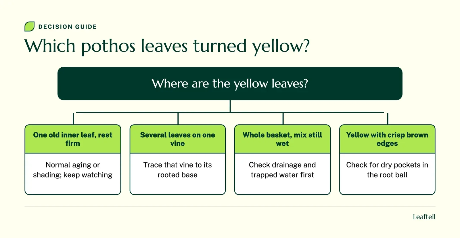 Decision chart linking the position of yellow pothos leaves to the first thing to check