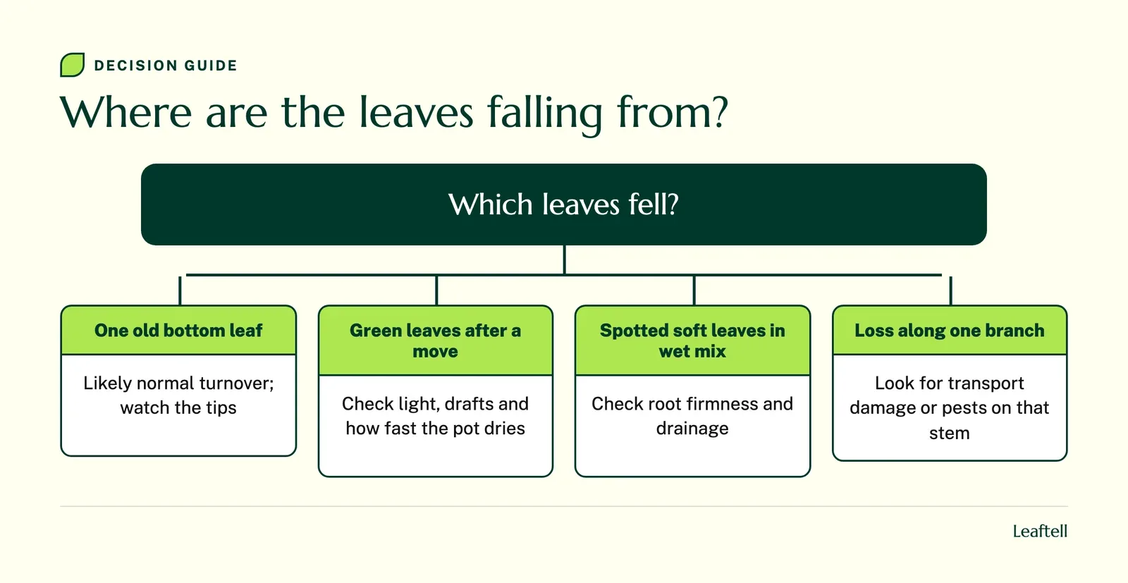 Decision chart linking where a fiddle leaf fig loses leaves to the first thing to check