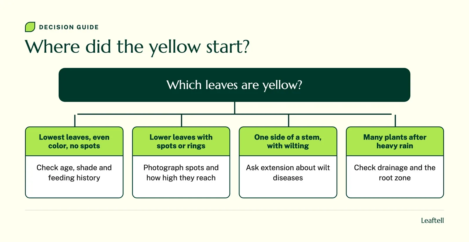 Decision chart linking where tomato leaves turned yellow to the first check