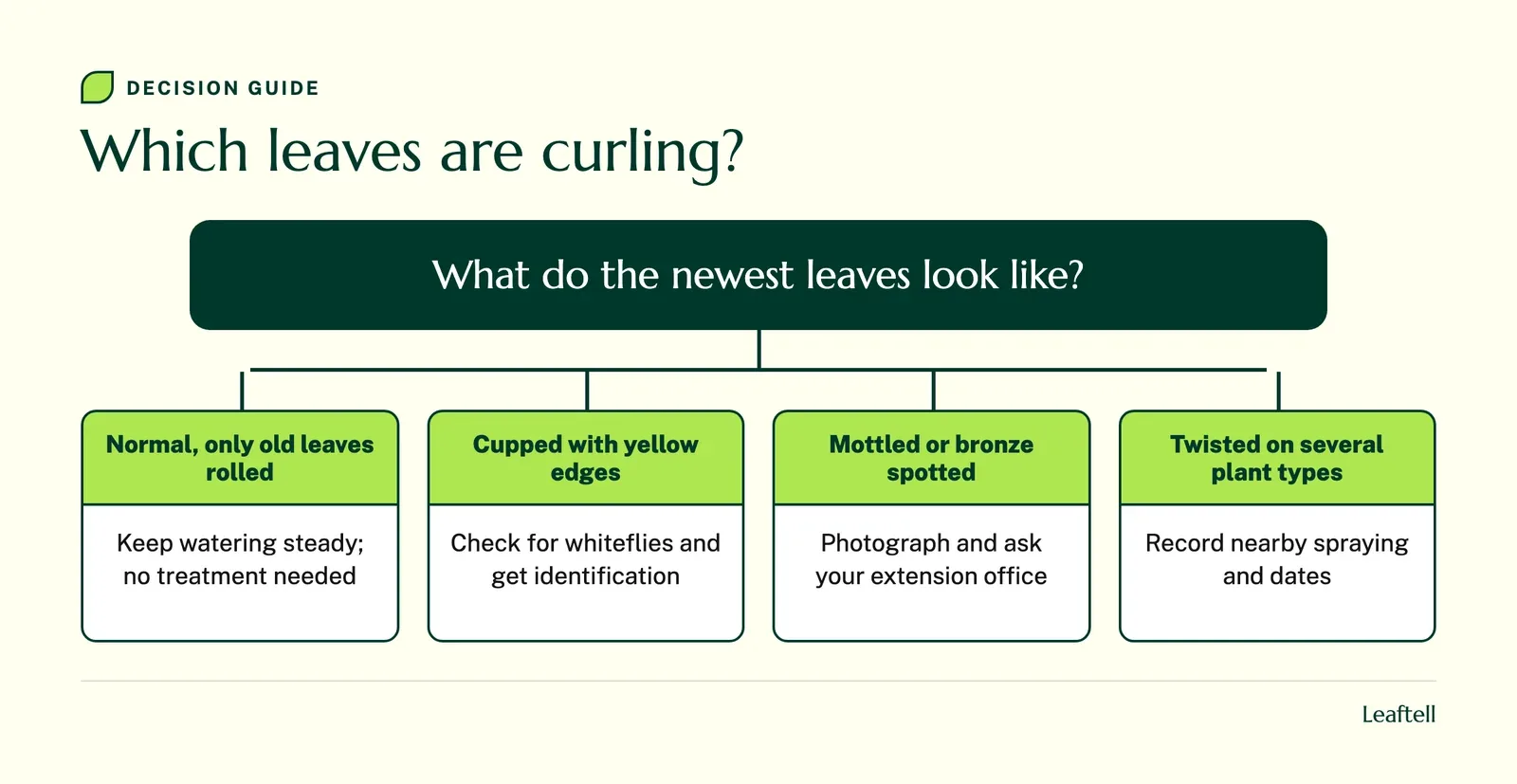 Decision chart linking which tomato leaves curl to the next step