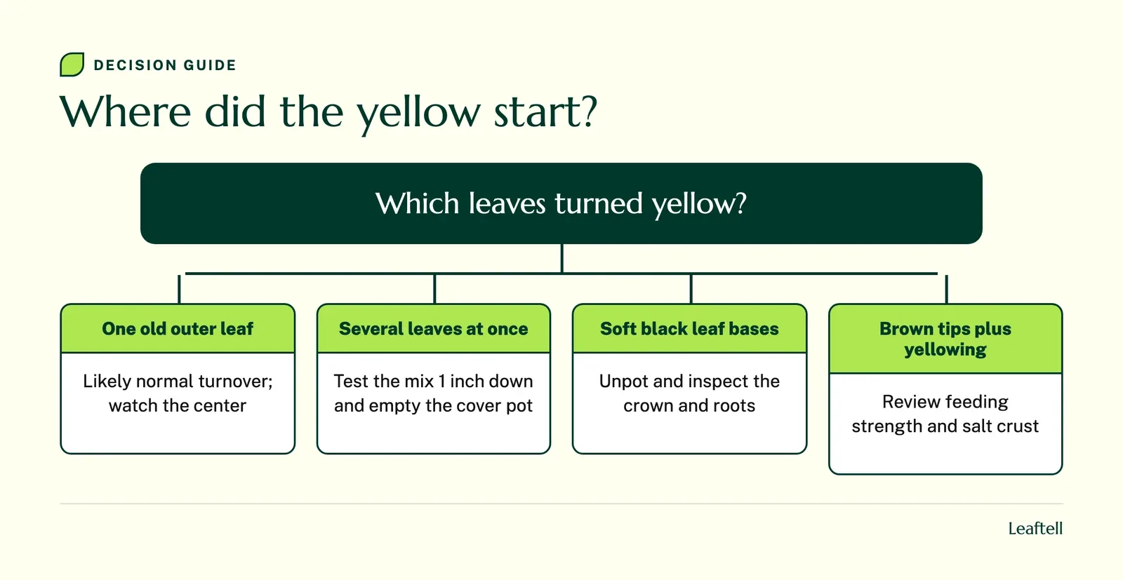 Decision chart matching where peace lily yellowing started to the first thing to check