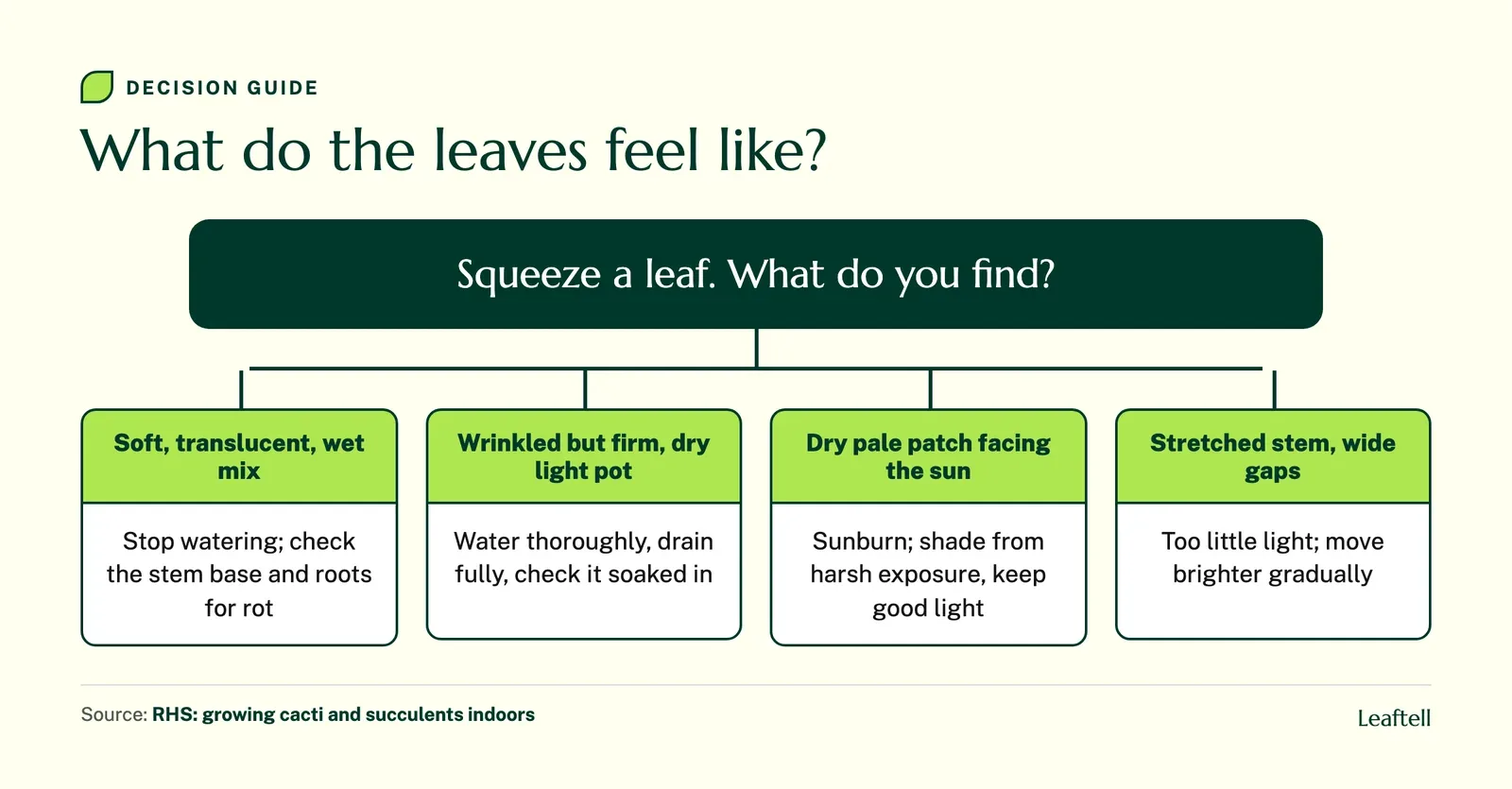 Decision chart sorting a dying succulent by soft translucent leaves, wrinkled firm leaves, dry sun facing patches or a stretched stem