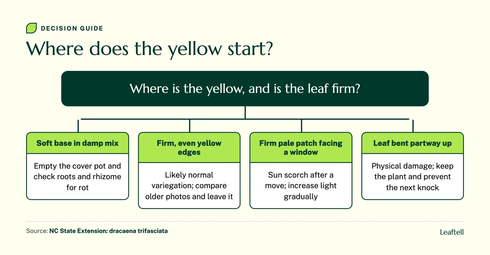 Decision chart sorting yellow snake plant leaves by soft base, firm edges, sun facing patch or a bent leaf