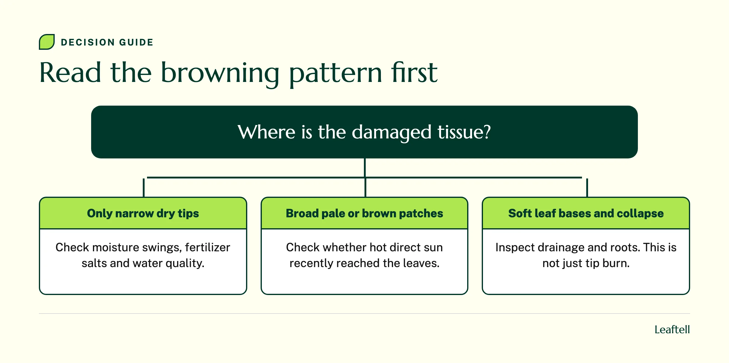 Decision diagram separating dry leaf tips, broad pale patches and soft leaf bases