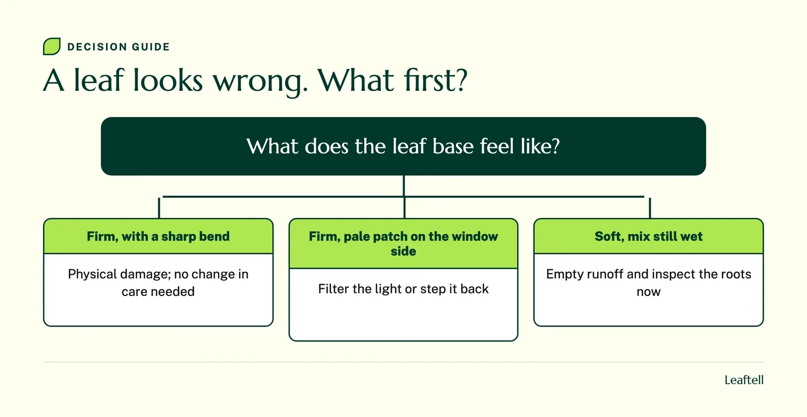 Decision guide: A leaf looks wrong. What first?. Shows What does the leaf base feel like?.