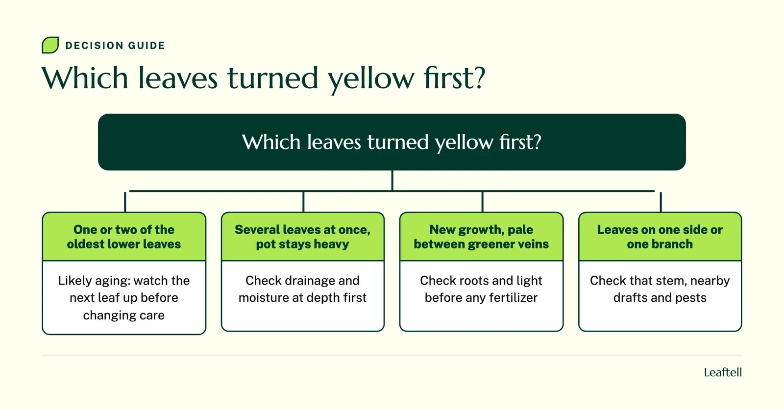 Decision guide: Which leaves turned yellow first?.