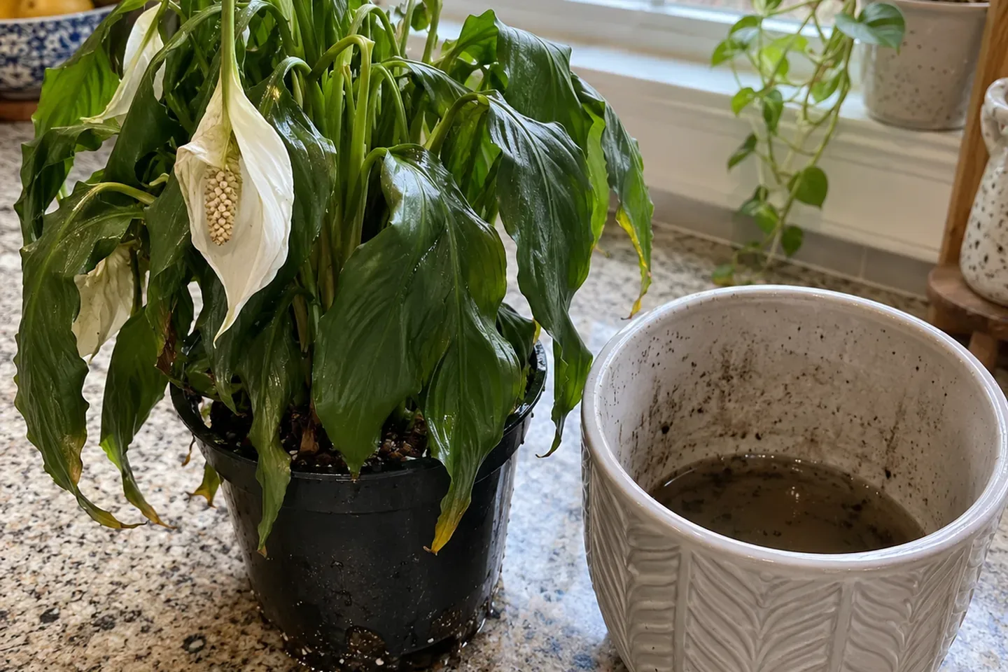 Drooping peace lily in a black nursery pot beside its ceramic cover pot, which holds pooled water, with wet mix at the pot bottom